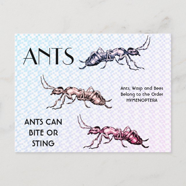 Ants Insects Bugs Creepy Crawly Creatures Postcard (Front)