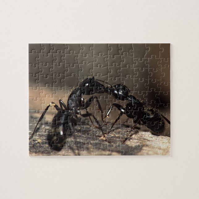 Ants Jigsaw Puzzle (Horizontal)