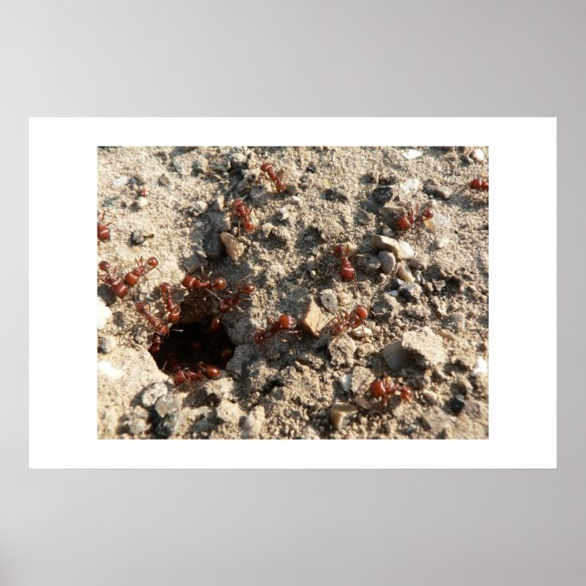 Ants. Poster (Front)