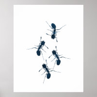 Ants