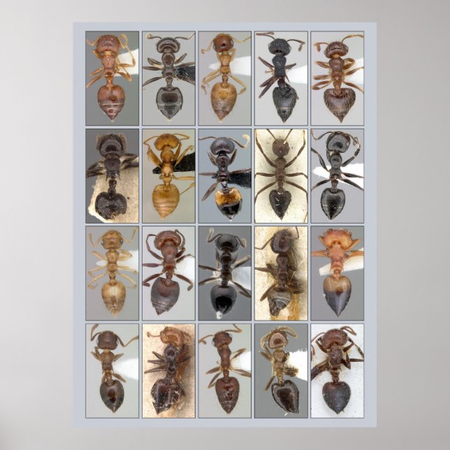 AntWeb Crematogaster hearts Poster (Front)