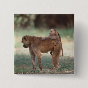 Anubis Baboon 15 Cm Square Badge