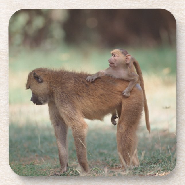 Anubis Baboon Coaster (Front)