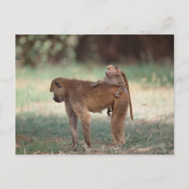 Anubis Baboon Postcard (Front)