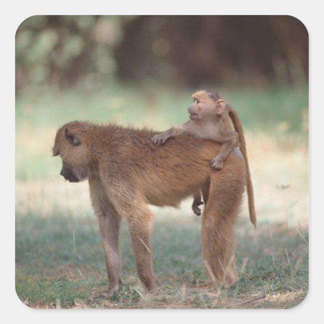 Anubis Baboon Square Sticker (Front)