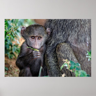 Anubus Baboon Lake Manyara Nat. Park Tanzania Poster