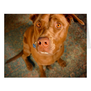 Anxious Chocolate Lab Pit Mix Dog