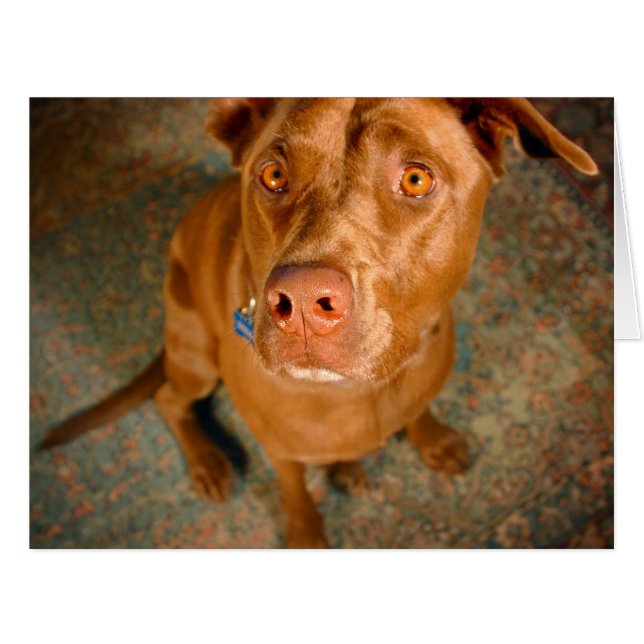 Anxious Chocolate Lab Pit Mix Dog (Front Horizontal)