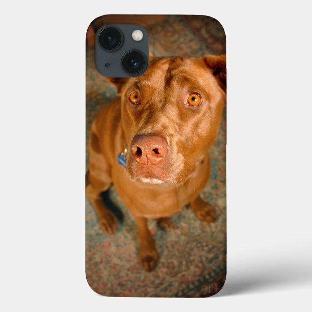 Anxious Chocolate Lab Pit Mix Dog Case-Mate iPhone Case (Back)
