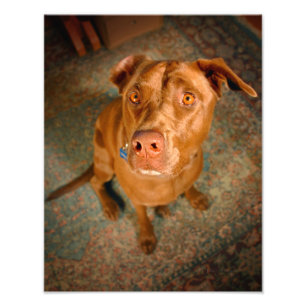 Anxious Chocolate Lab Pit Mix Dog Photo Print