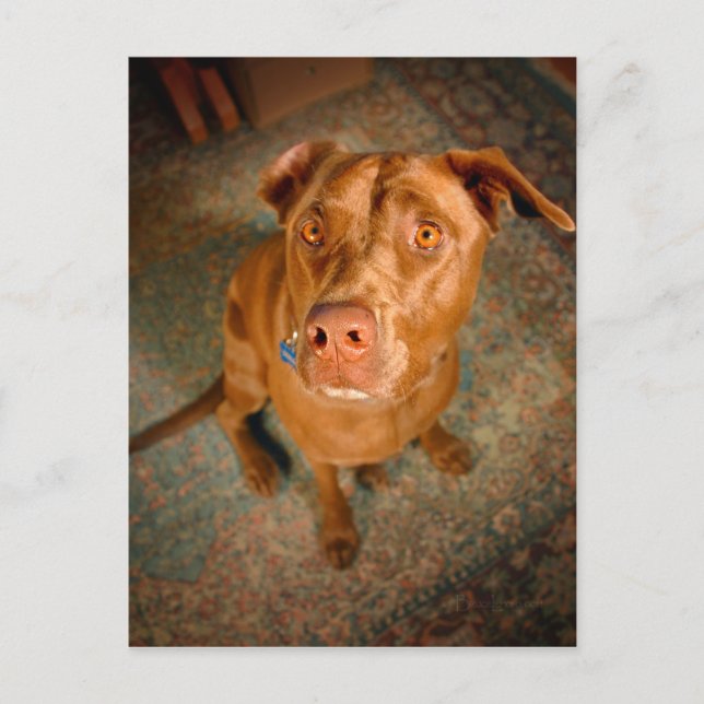 Anxious Chocolate Lab Pit Mix Dog Postcard (Front)