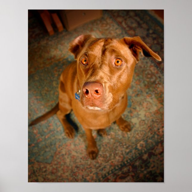 Anxious Chocolate Lab Pit Mix Dog Poster (Front)