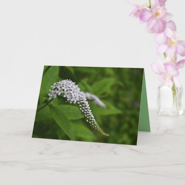 Any Occasion Blank Beautiful White Flowers Card (Orchid)