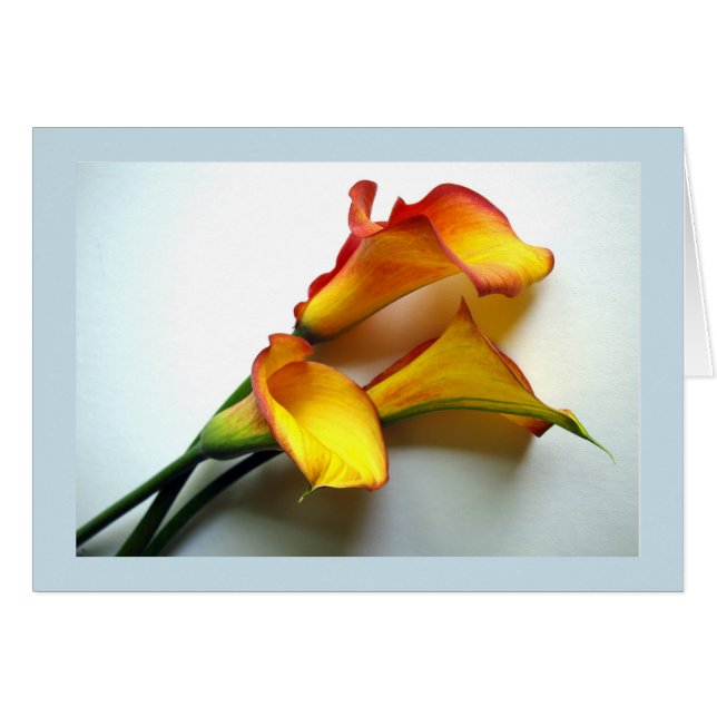Any Occasion Mango Coloured Calla Lily Photograph (Front Horizontal)