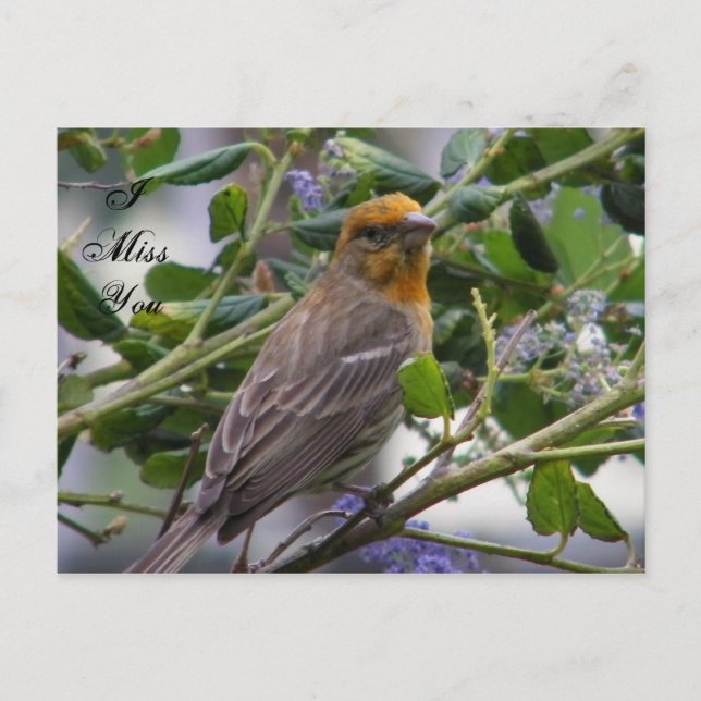 Any Occasions_ Postcard (Front)