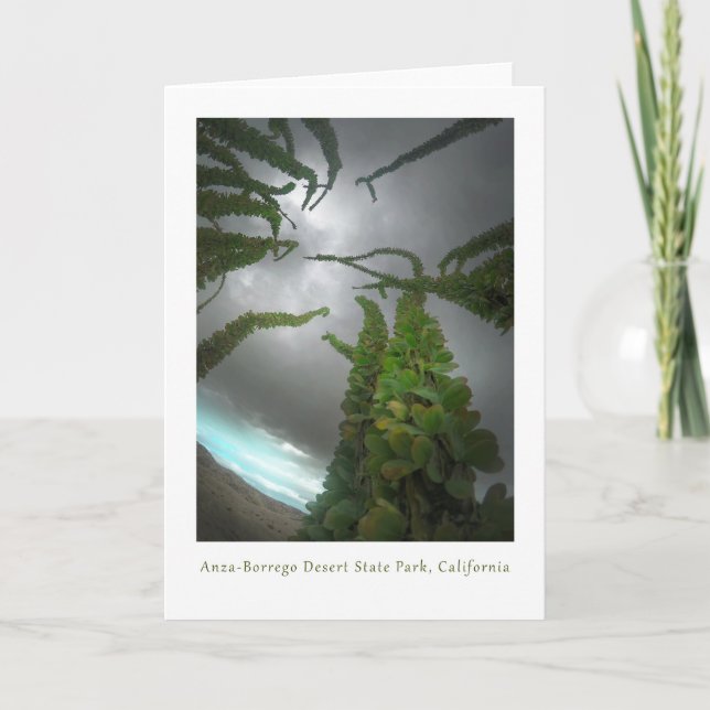 Anza-Borrego Desert ocotillo Thank You Card (Front)