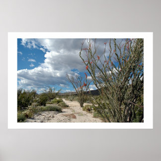 Anza Borrego - the bloom Poster