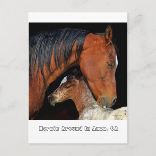 Anza, CA Postcard With Mare And Foal