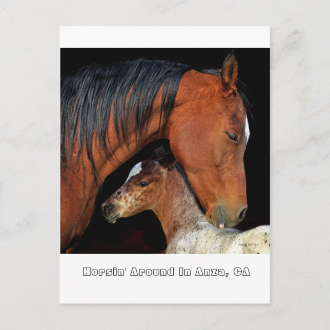 Anza, CA Postcard With Mare And Foal (Front)