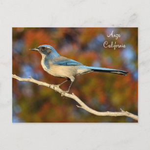 Anza California Bird Postcard