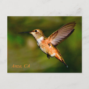Anza California Hummingbird Postcard