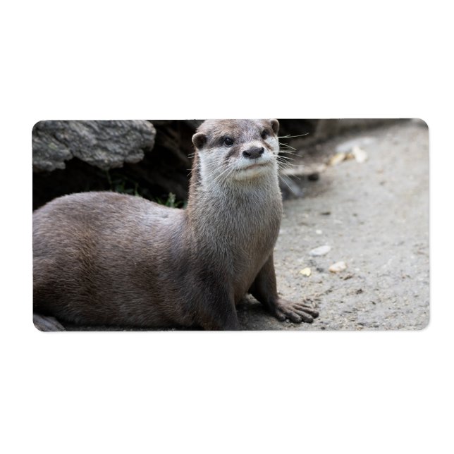 Aonyx cinerea (Front)