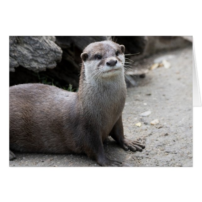 Aonyx cinerea (Front Horizontal)