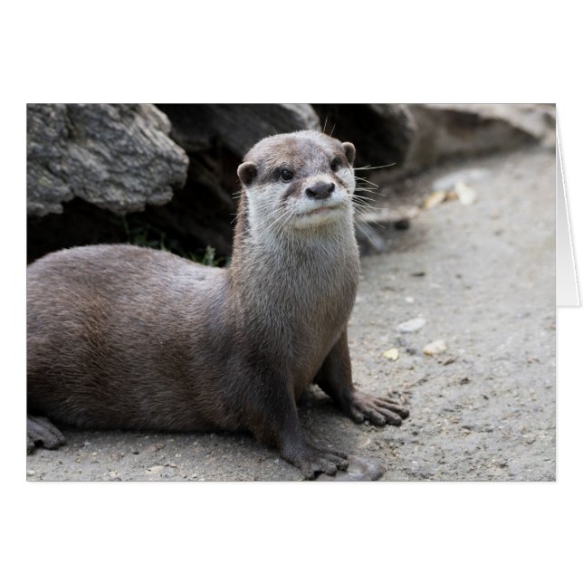 Aonyx cinerea (Front Horizontal)