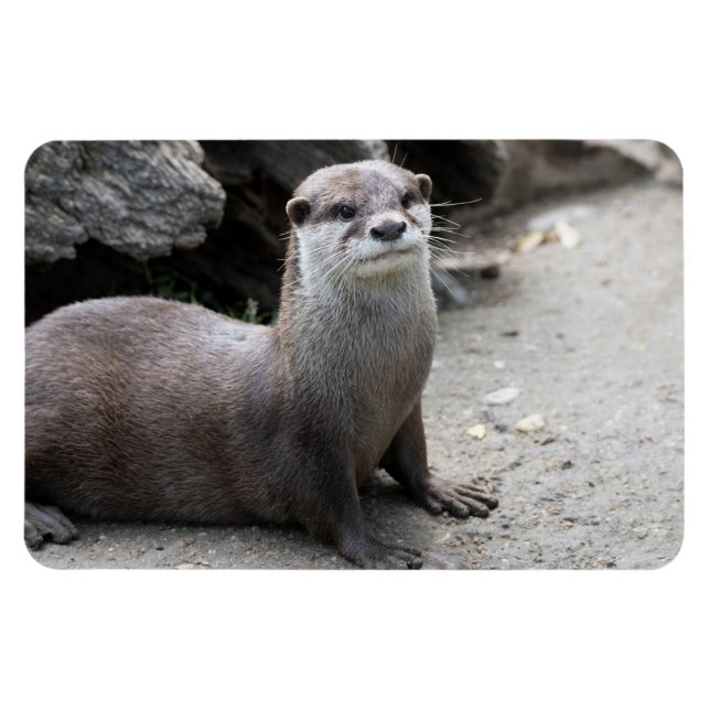 Aonyx cinerea magnet (Horizontal)