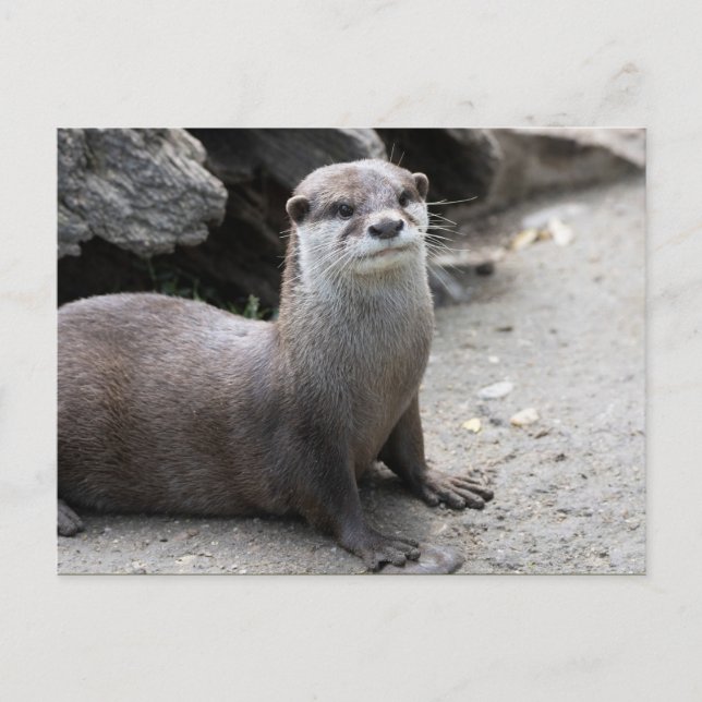 Aonyx cinerea postcard (Front)