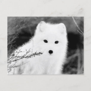 *~* AP18 Twig Fox White Snow Fox Arctic Polar Postcard