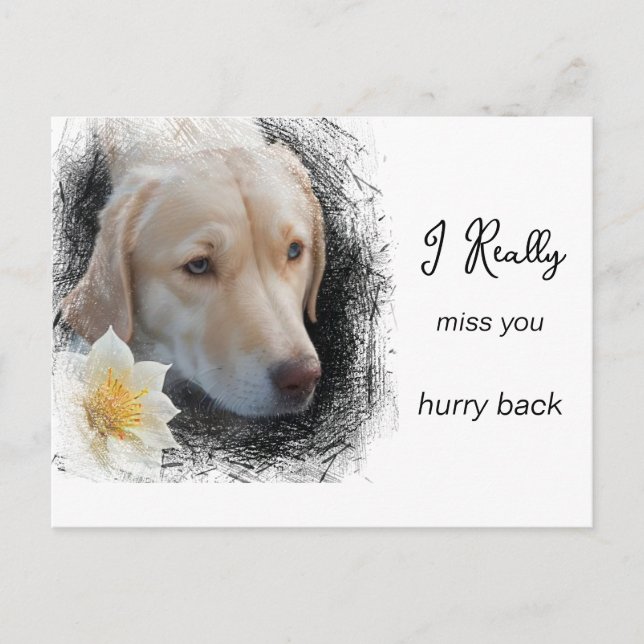 *~  AP61 Sad Short Hair Dog Flower Miss You Postcard (Front)