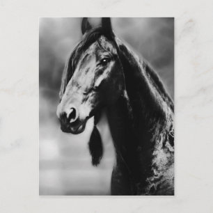 Apache horses postcard