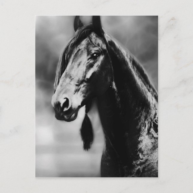 Apache horses postcard (Front)