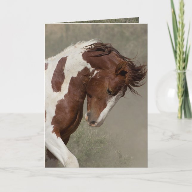 Apache's Portrait Wild Horse Greeting Card (Front)