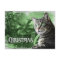 APAL - Christmas Silver Tabby Cat