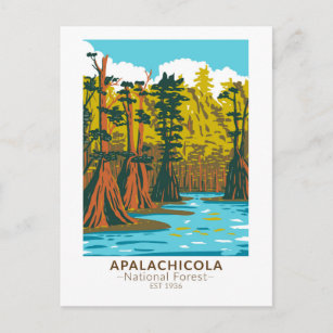 Apalachicola National Forest Baldcypress Tree Postcard