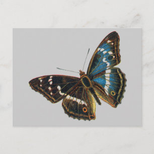 Apatura iris male postcard