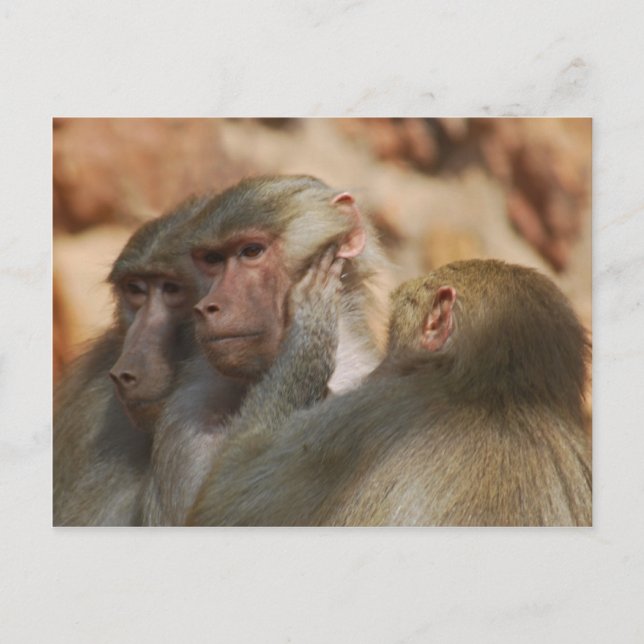 Ape caring for one another postcard (Front)