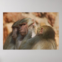 Ape caring for one another