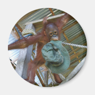 Ape for Green Magnet