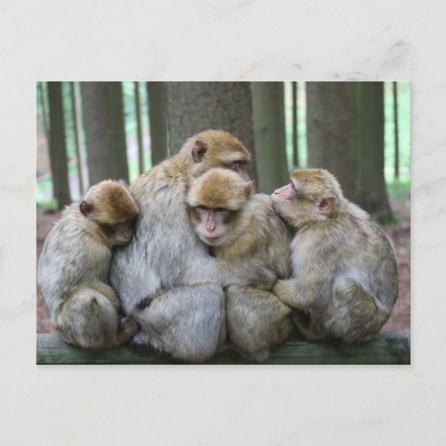 Ape Group Hug Postcard (Front)