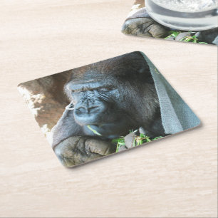 Ape hood ~ Japanese Gorilla Eating Square Paper Coaster