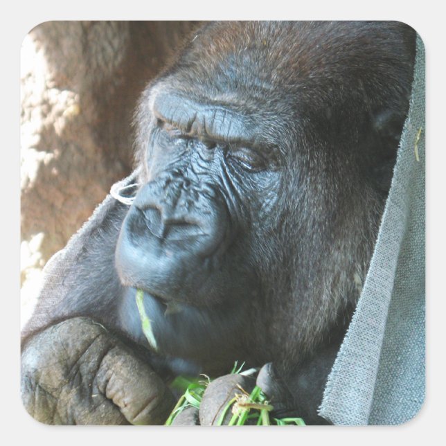Ape hood ~ Japanese Gorilla Eating Square Sticker (Front)