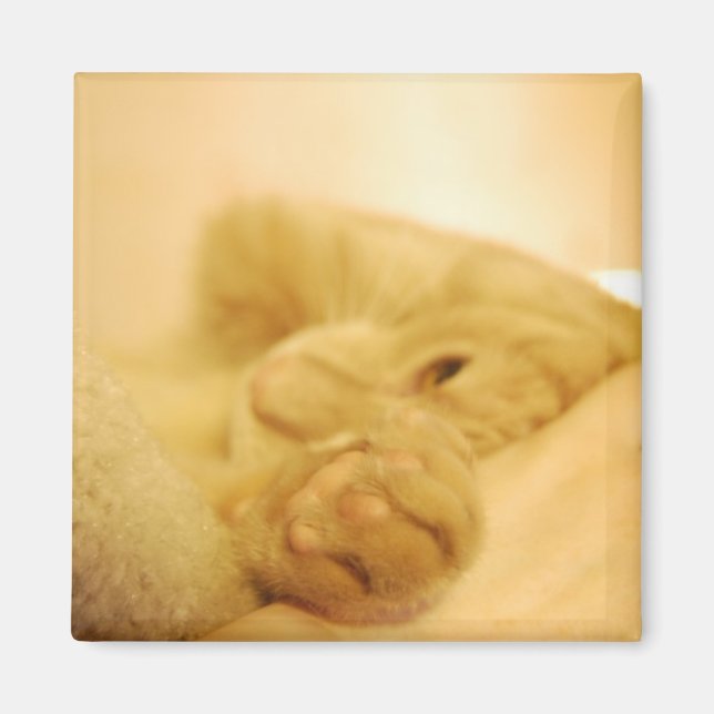 apetting magnet (Front)