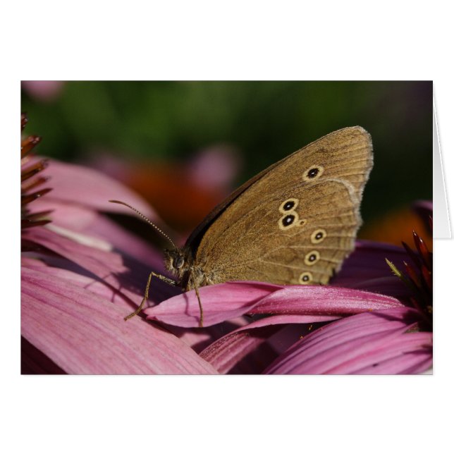 Aphantopus hyperantus (Front Horizontal)