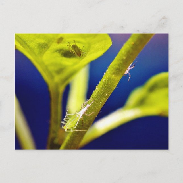 Aphids Postcard (Front)