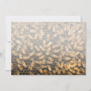 Apiary - Bee - A hail the queen Announcement