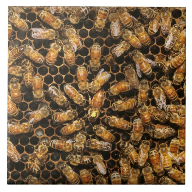 Apiary - Bee - A hail the queen Ceramic Tile (Front)