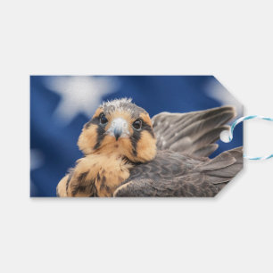 Aplomado Falcon with Flag Gift Tags